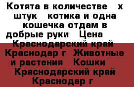 Котята в количестве 3-х штук 2 котика и одна кошечка отдам в добрые руки › Цена ­ 1 - Краснодарский край, Краснодар г. Животные и растения » Кошки   . Краснодарский край,Краснодар г.